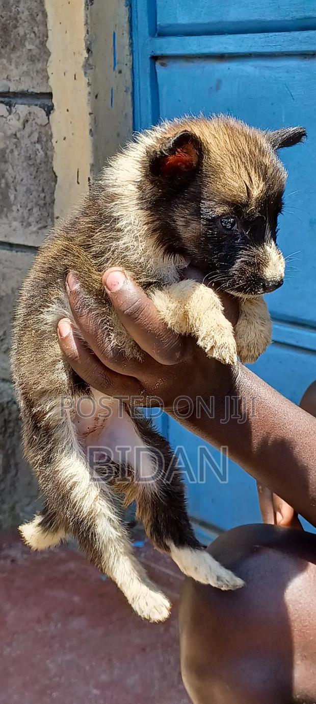 0-1 month Female Purebred German Shepherd - thumbnail 4