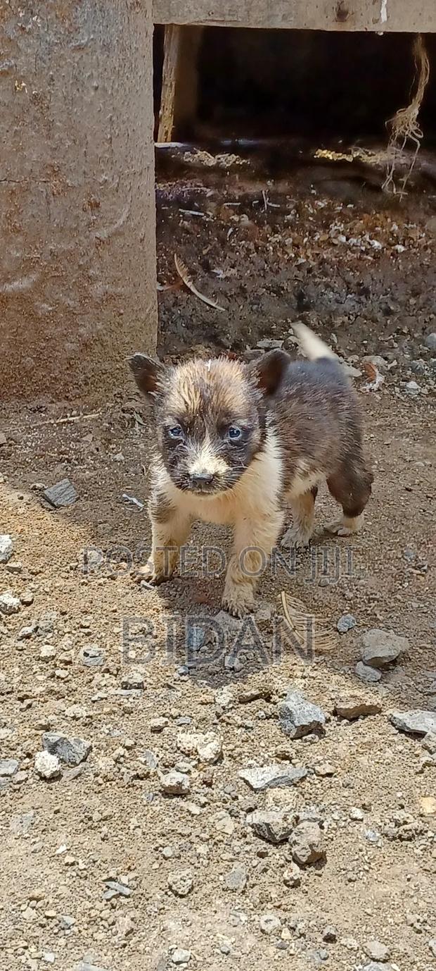 0-1 month Female Purebred German Shepherd - thumbnail 5