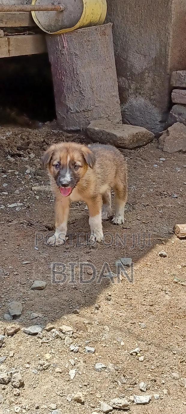 0-1 month Female Purebred German Shepherd - thumbnail 6