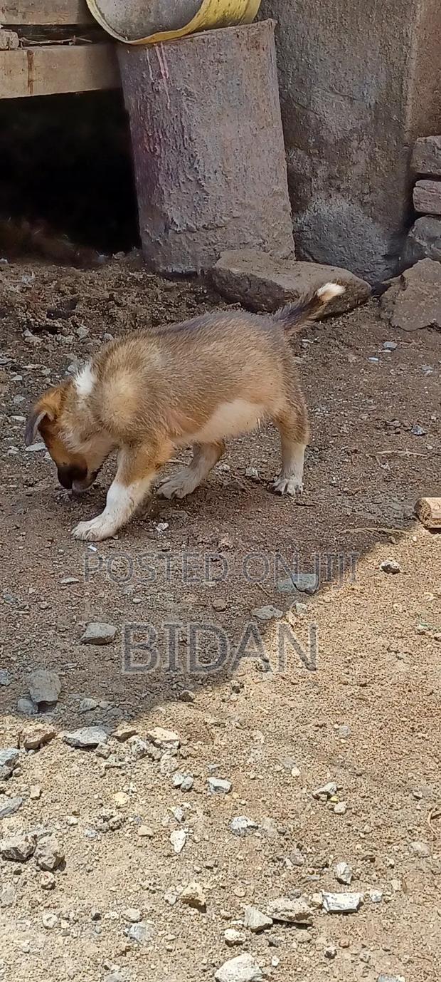 0-1 month Female Purebred German Shepherd - thumbnail 7