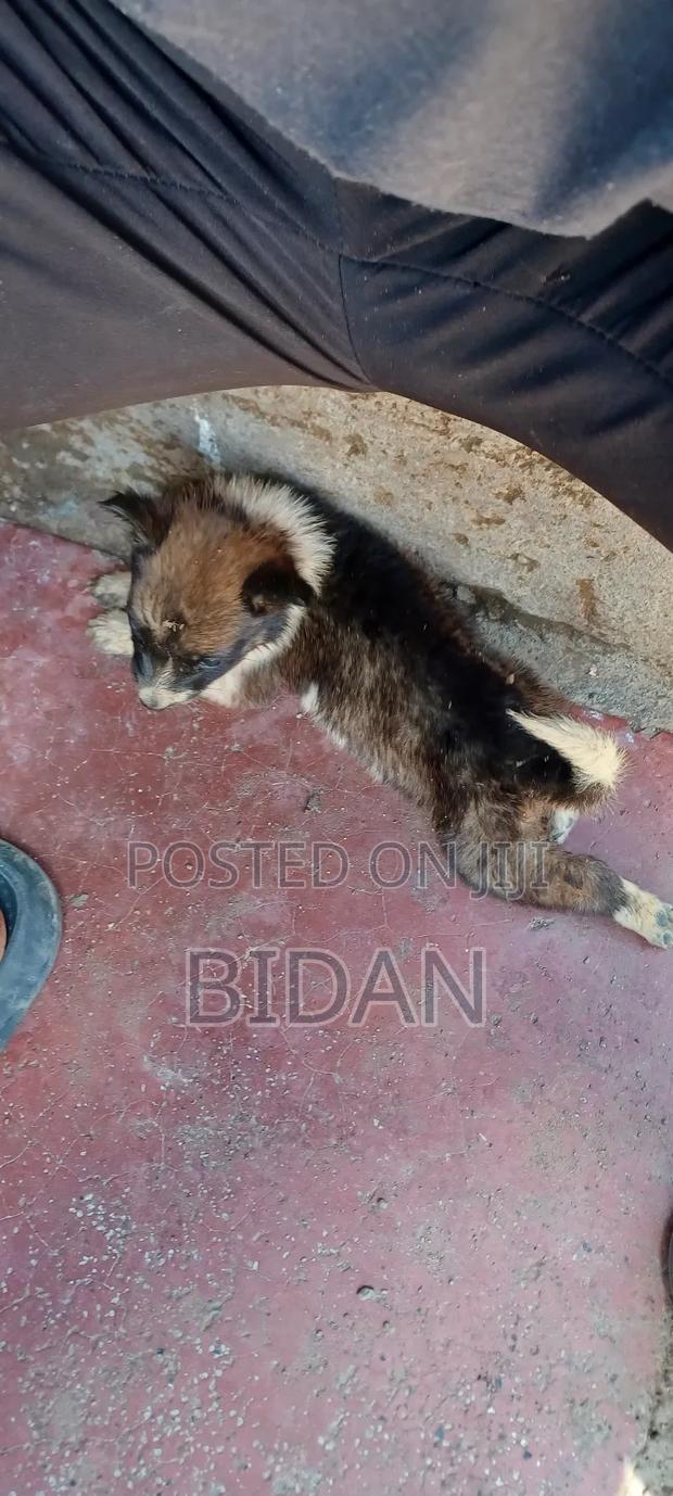 0-1 month Female Purebred German Shepherd - thumbnail 8