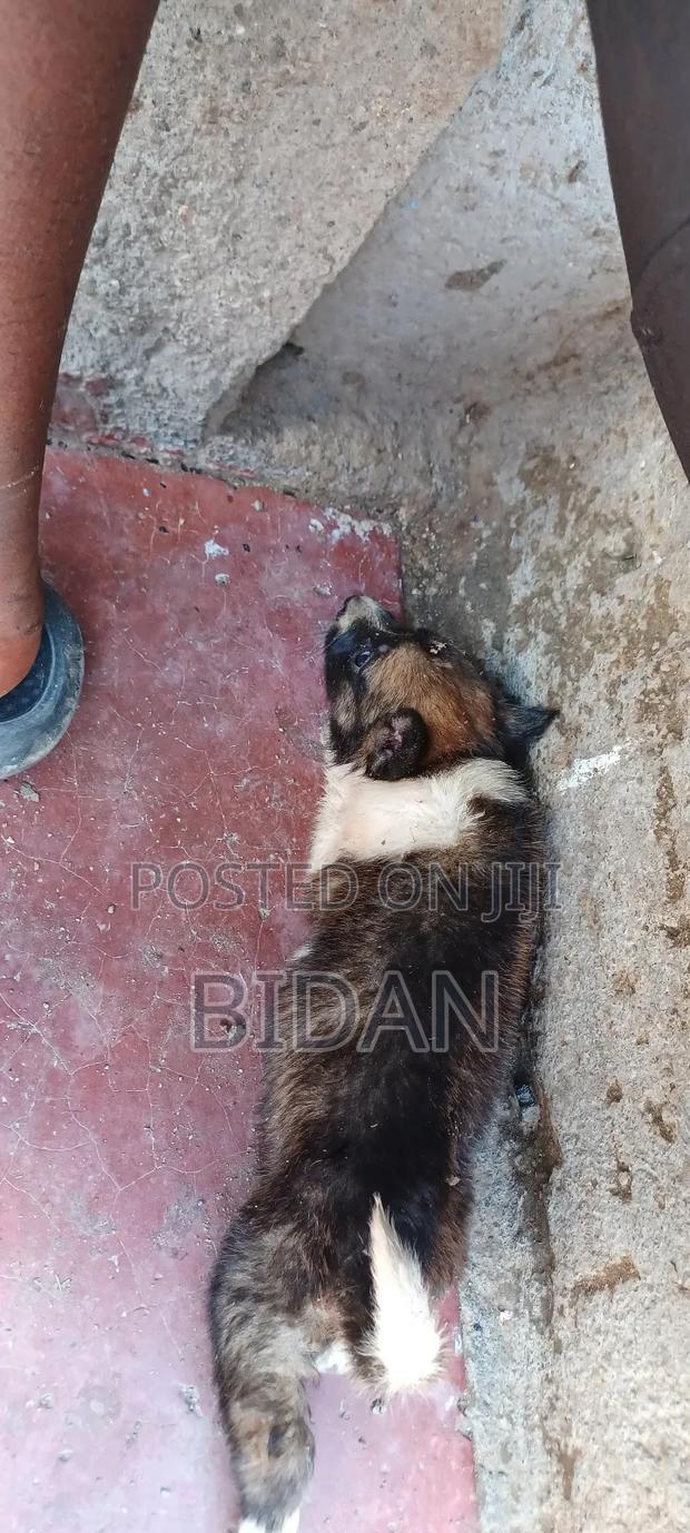 0-1 month Female Purebred German Shepherd - thumbnail 9