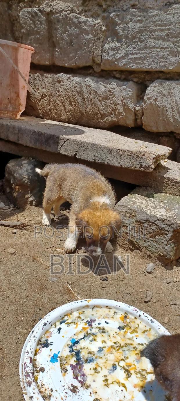 0-1 month Female Purebred German Shepherd - thumbnail 10