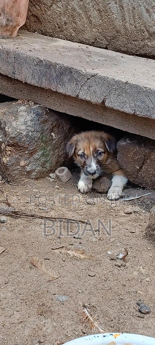 0-1 month Female Purebred German Shepherd - thumbnail 11