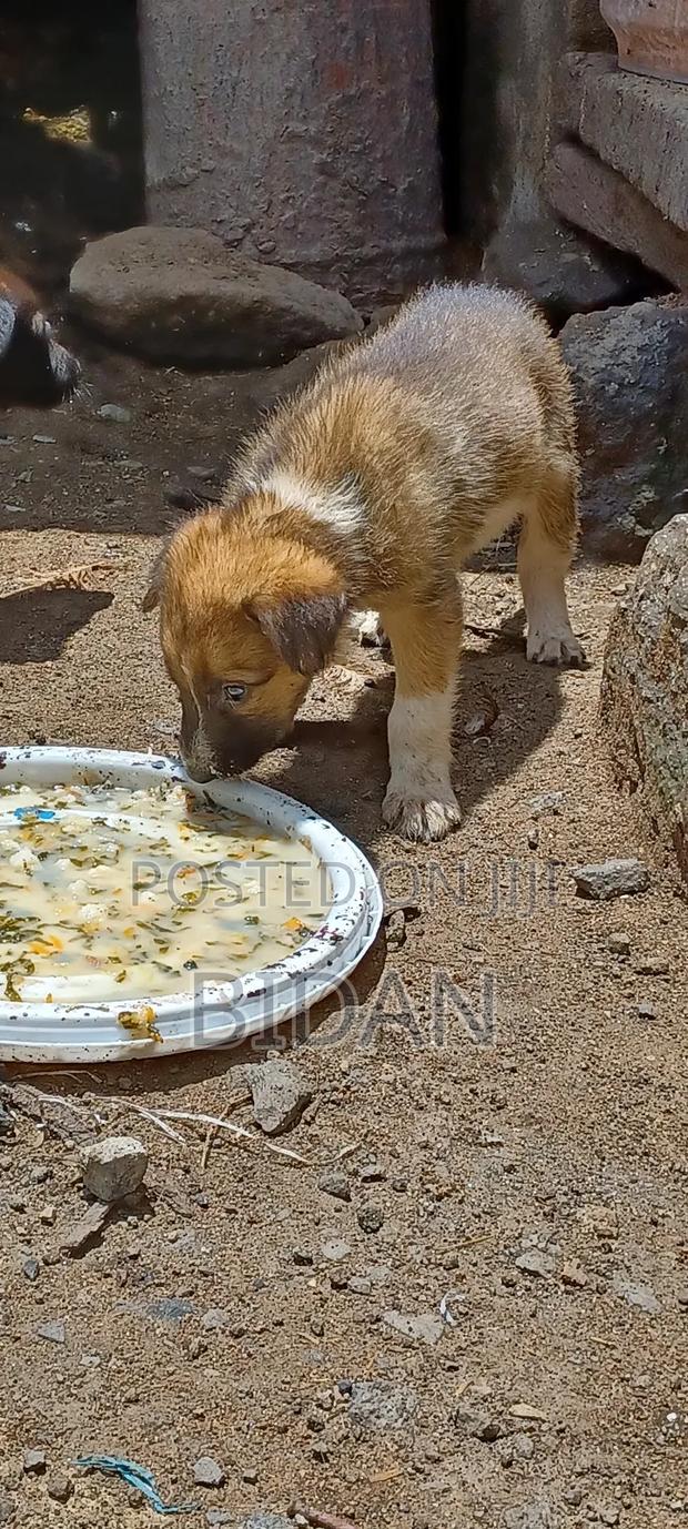 0-1 month Female Purebred German Shepherd - main view