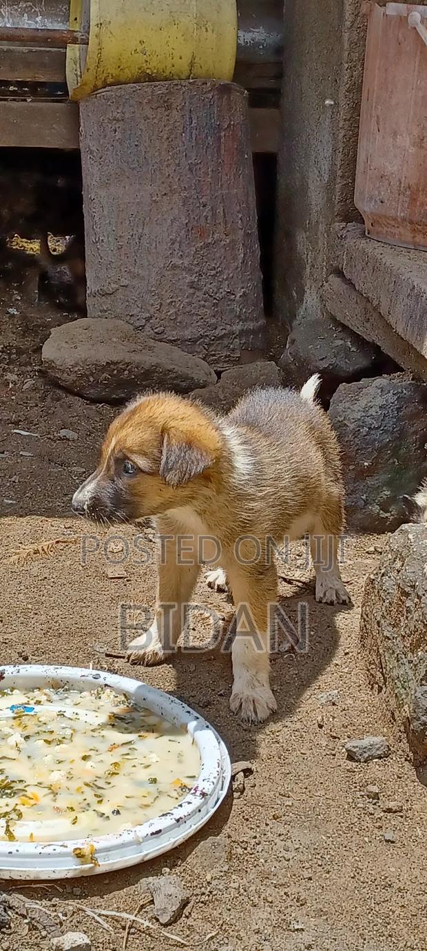 0-1 month Female Purebred German Shepherd - thumbnail 12