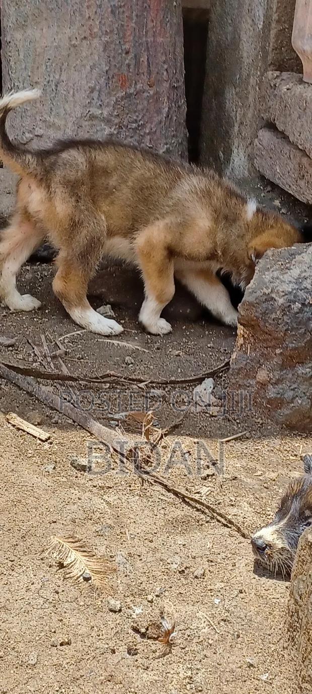 0-1 month Female Purebred German Shepherd - thumbnail 13