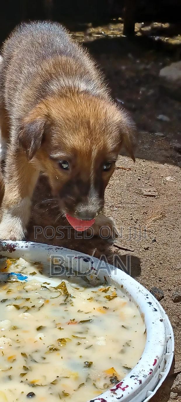 0-1 month Female Purebred German Shepherd - thumbnail 14