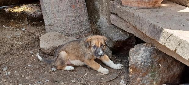 0-1 month Female Purebred German Shepherd - thumbnail 15