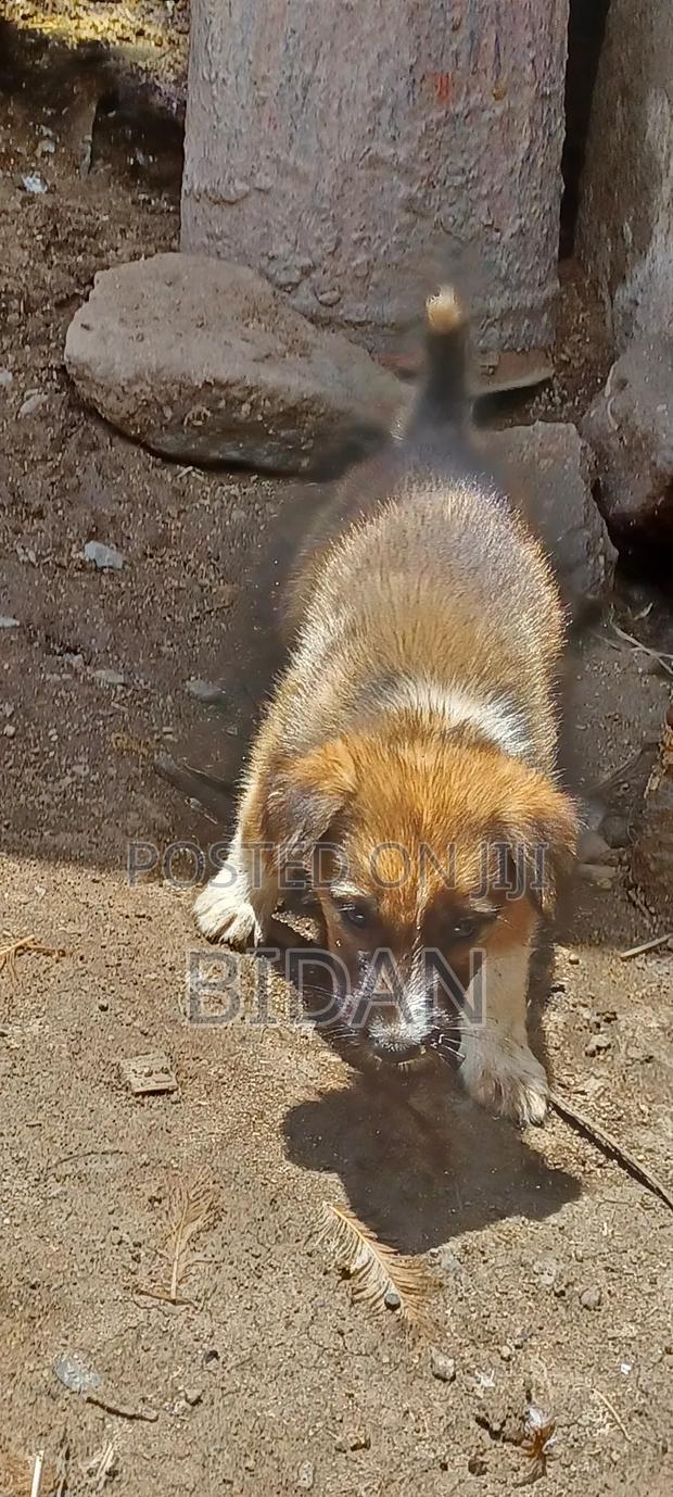 0-1 month Female Purebred German Shepherd - thumbnail 16