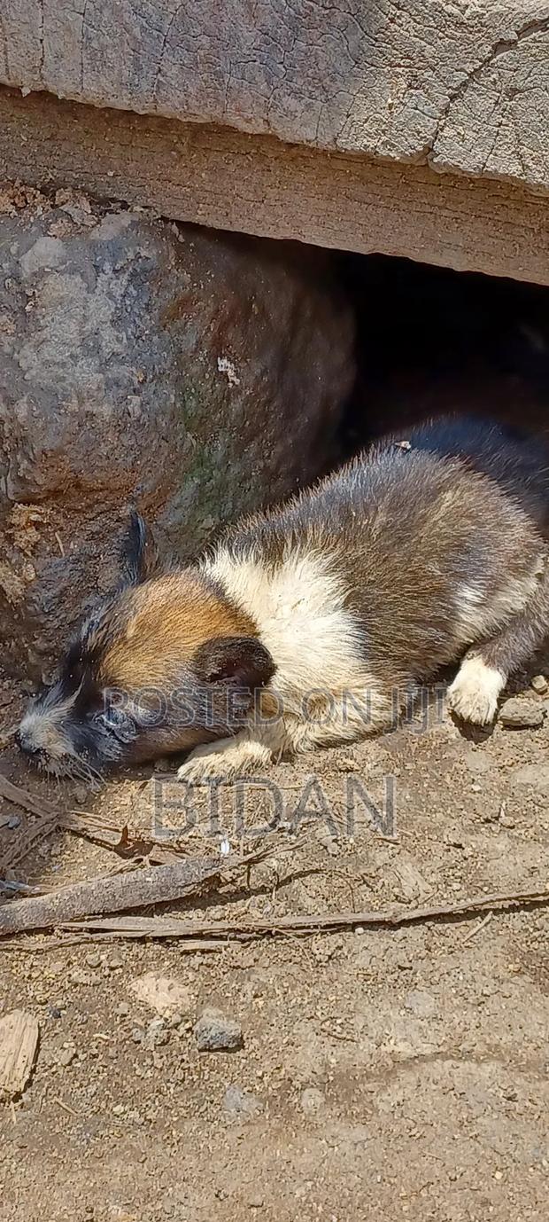 0-1 month Female Purebred German Shepherd - thumbnail 17