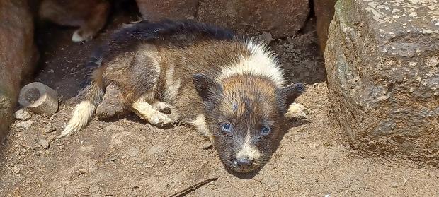 0-1 month Female Purebred German Shepherd - thumbnail 18