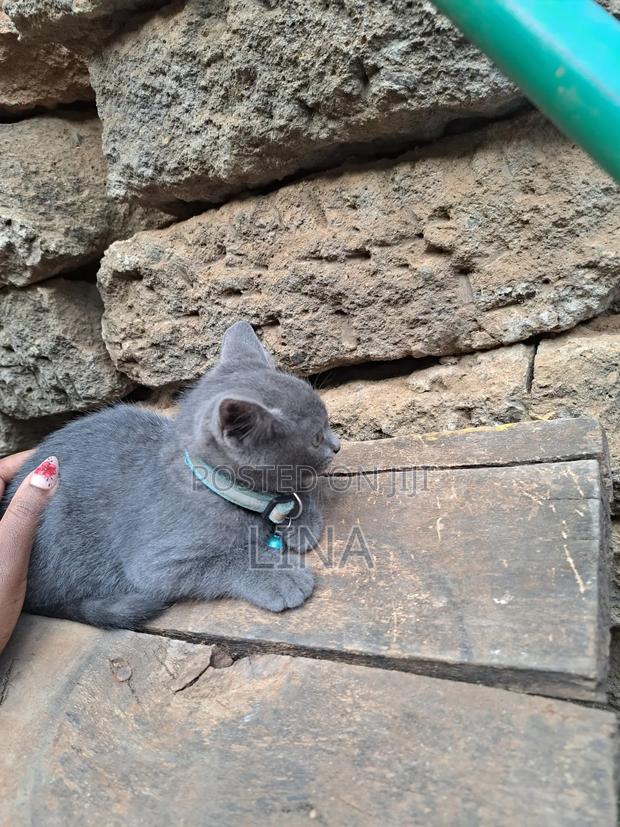 1-3 months Female Mixed Breed Russian Blue - thumbnail 8