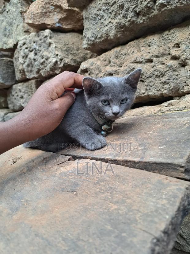 1-3 months Female Mixed Breed Russian Blue - thumbnail 9