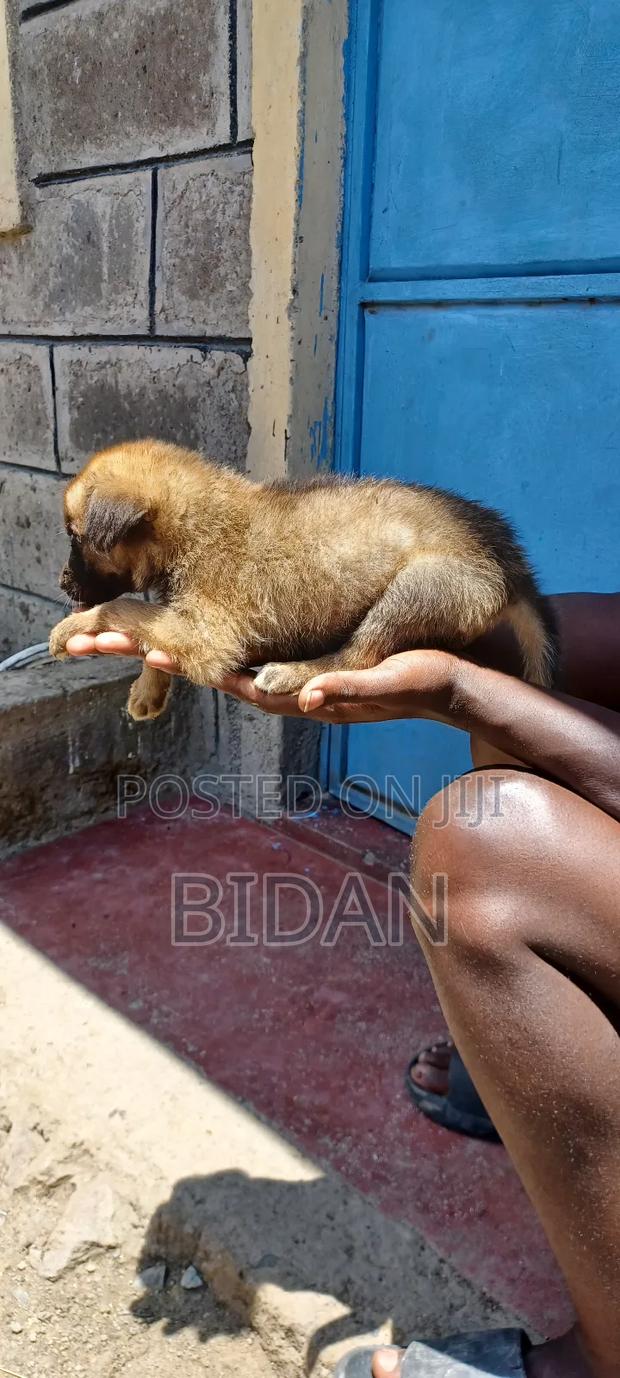 0-1 month Male Purebred German Shepherd - thumbnail 3