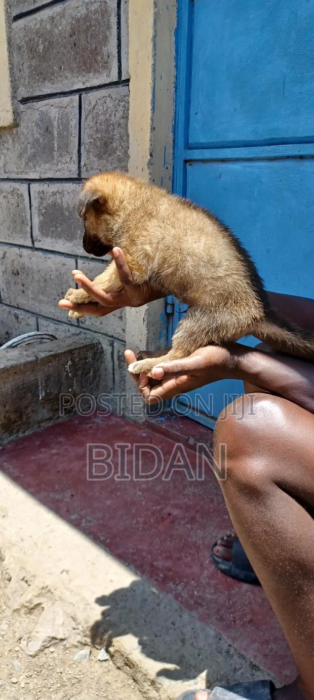 0-1 month Male Purebred German Shepherd - thumbnail 4