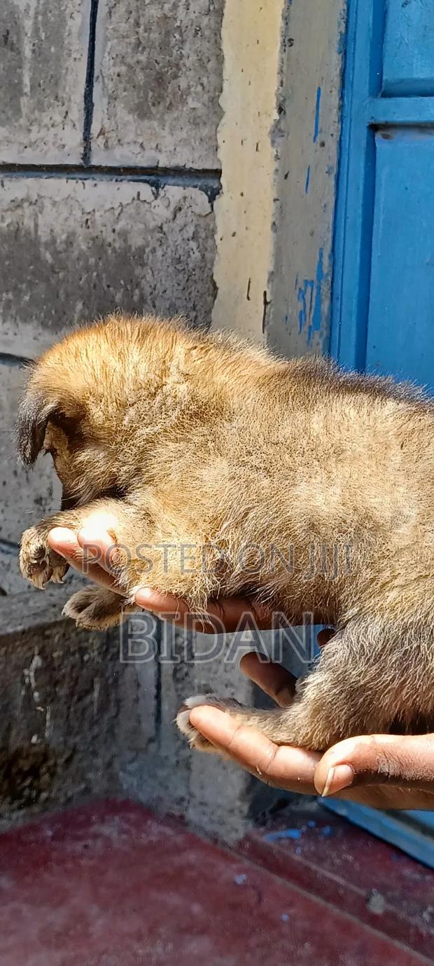 0-1 month Male Purebred German Shepherd - thumbnail 5