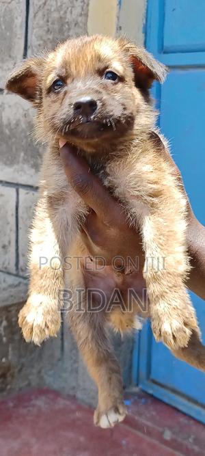 0-1 month Male Purebred German Shepherd - thumbnail 2