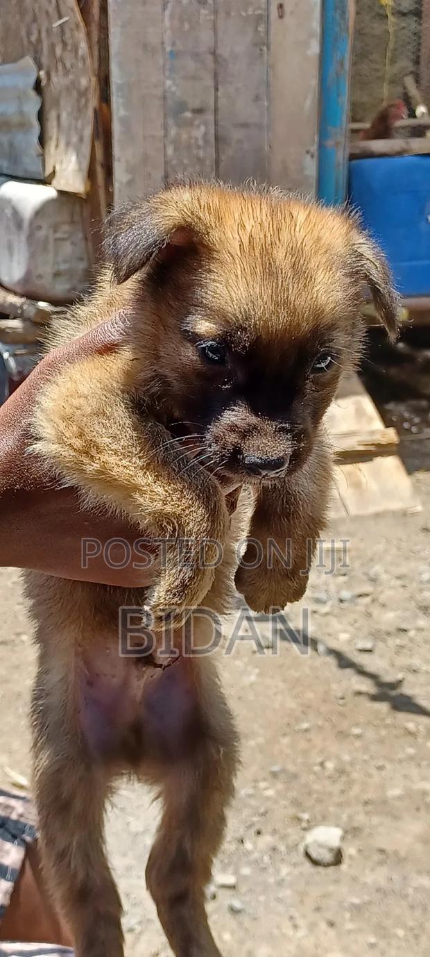 0-1 month Male Purebred German Shepherd - thumbnail 6