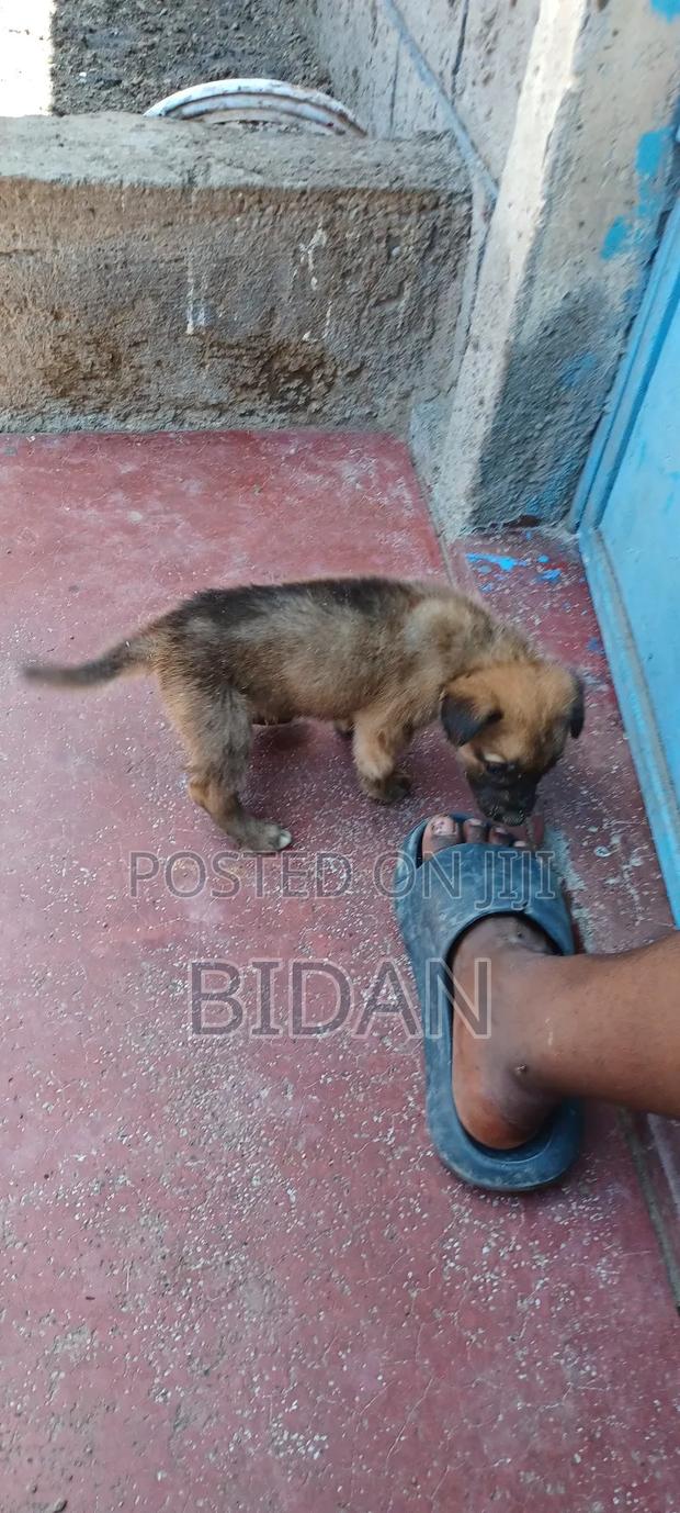 0-1 month Male Purebred German Shepherd - thumbnail 7