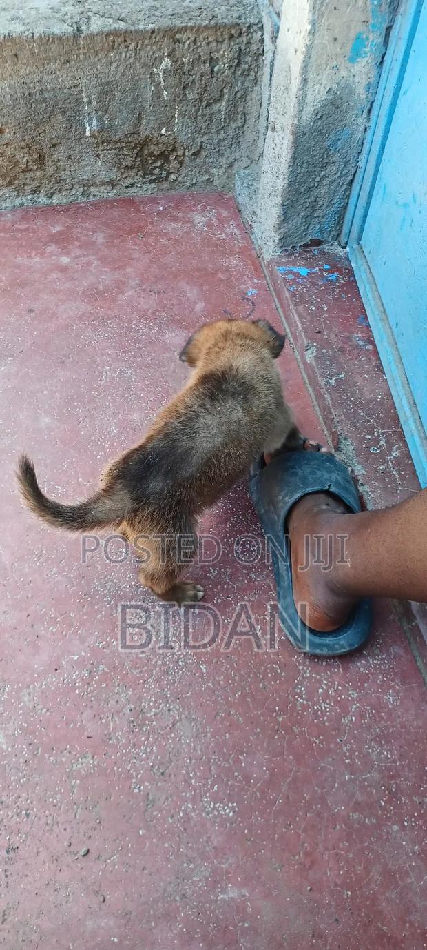 0-1 month Male Purebred German Shepherd - thumbnail 8