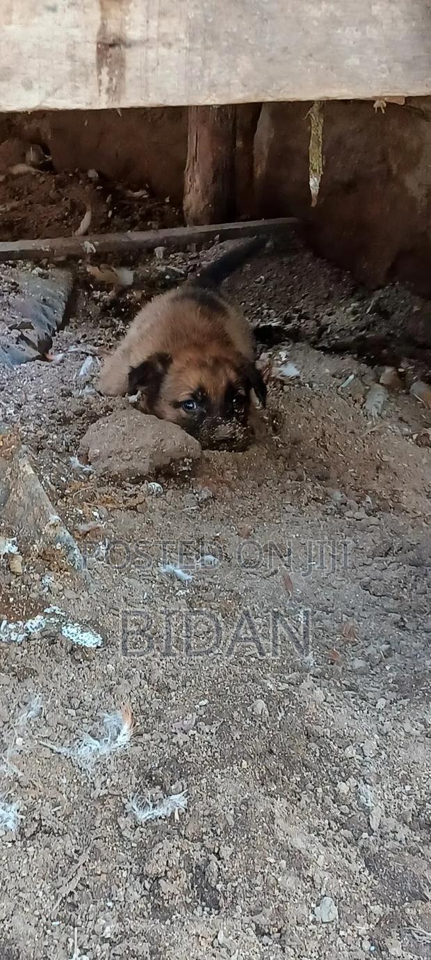 0-1 month Male Purebred German Shepherd - thumbnail 9