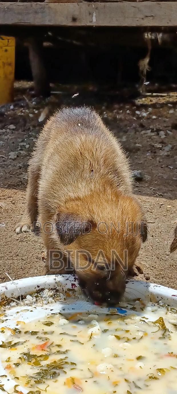 0-1 month Male Purebred German Shepherd - thumbnail 10