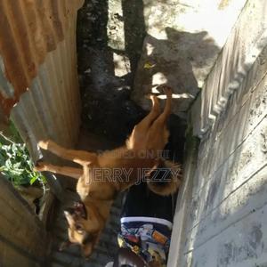 6-12 months Male Mixed Breed German Shepherd - thumbnail 2