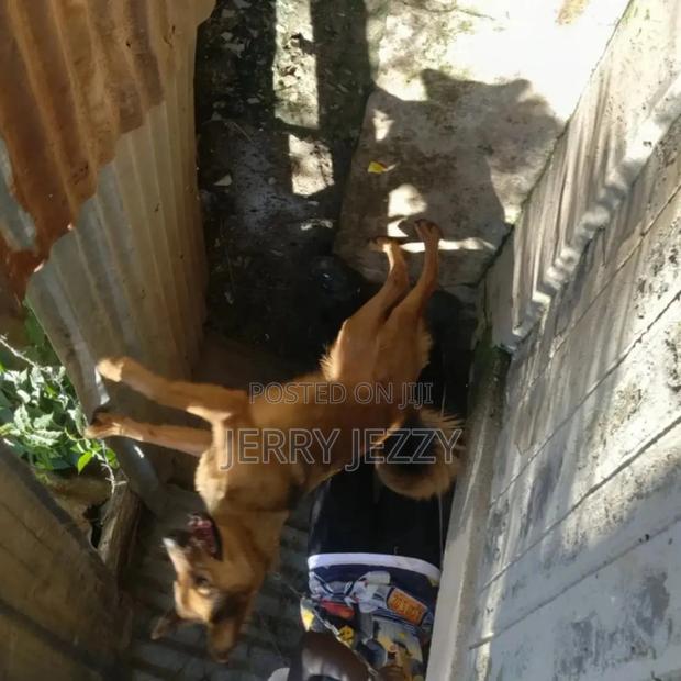 6-12 months Male Mixed Breed German Shepherd - main view