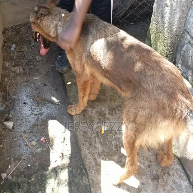 6-12 months Male Mixed Breed German Shepherd - thumbnail 3