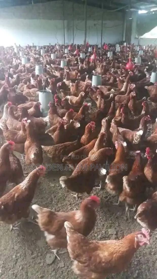 We Buy Ex Layers in Bulk - main view