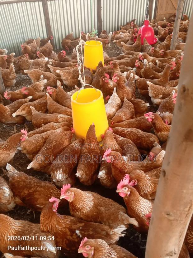 We Buy Ex Layers in Bulk - thumbnail 2