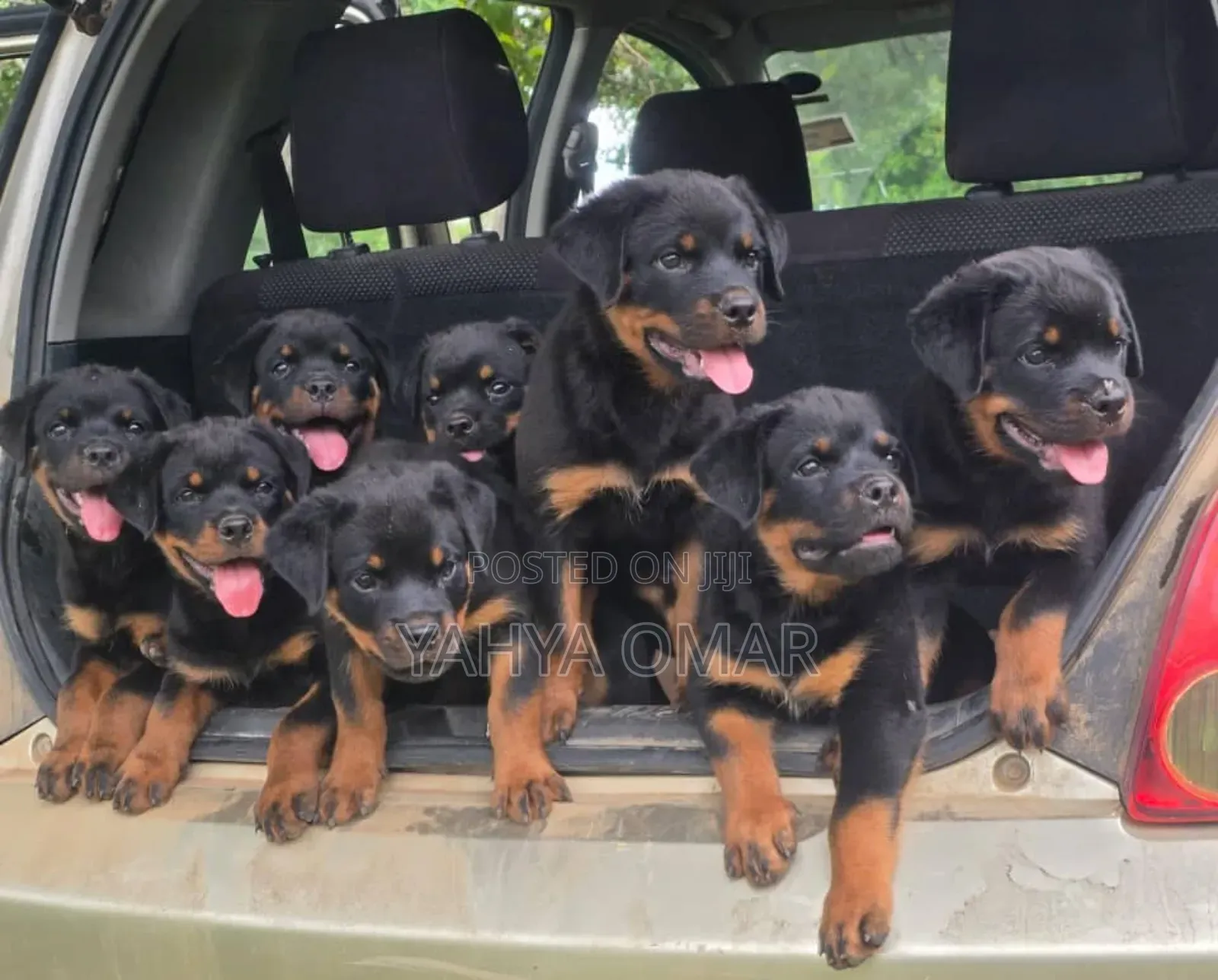 1-3 months Male Purebred Rottweiler