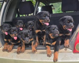 1-3 months Male Purebred Rottweiler - thumbnail 2