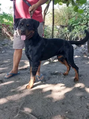 1-3 months Male Purebred Rottweiler