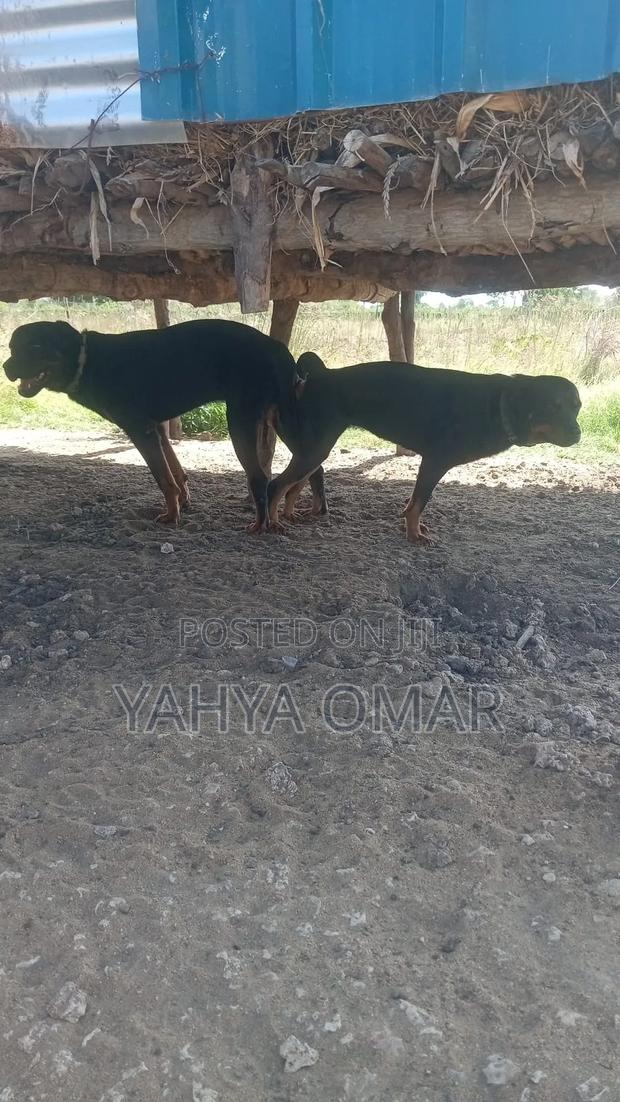 1-3 months Male Purebred Rottweiler - thumbnail 4