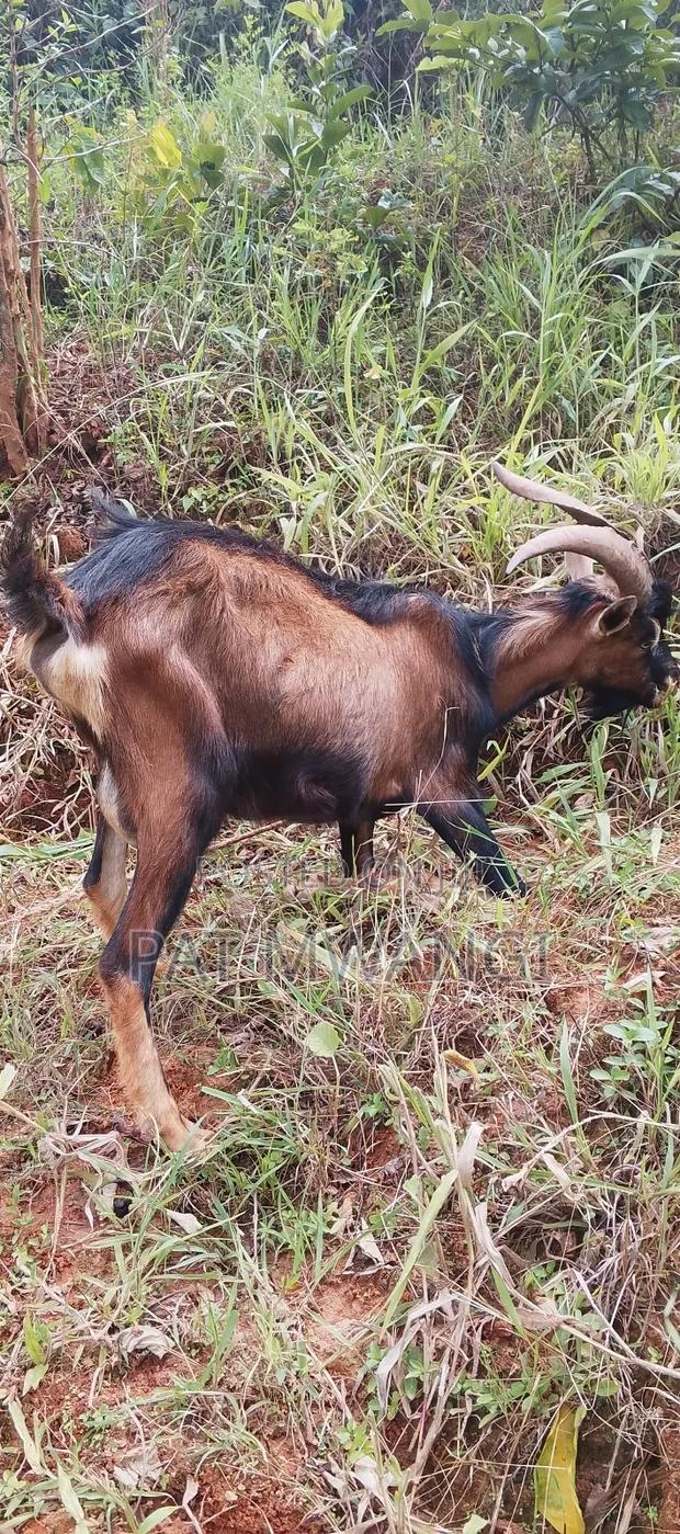 Mature He Goat - main view