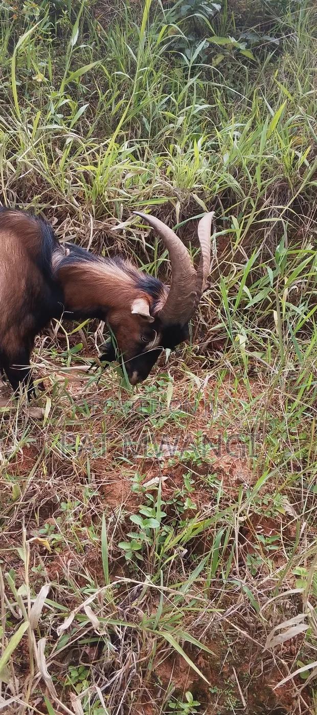Mature He Goat - thumbnail 2