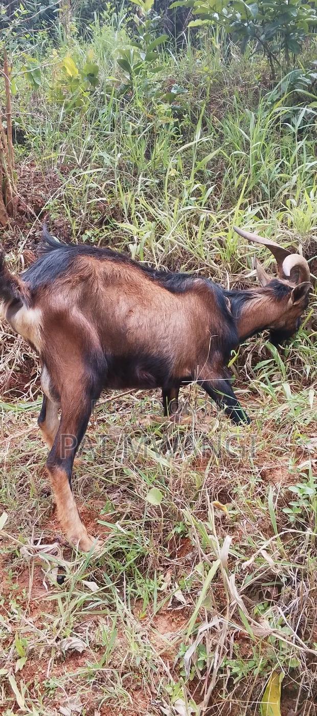 Mature He Goat - thumbnail 3