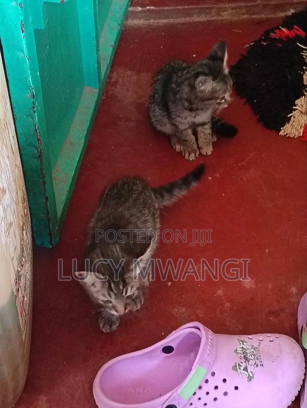 1-3 months Male Mixed Breed British Shorthair - main view