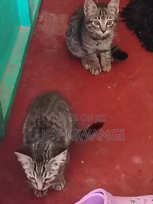 1-3 months Male Mixed Breed British Shorthair - thumbnail 2