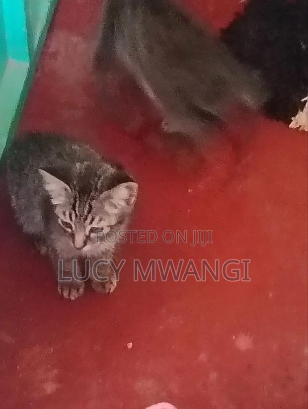 1-3 months Male Mixed Breed British Shorthair - thumbnail 3