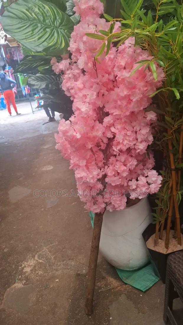 Blossom Flower Tree Variety of Colours
