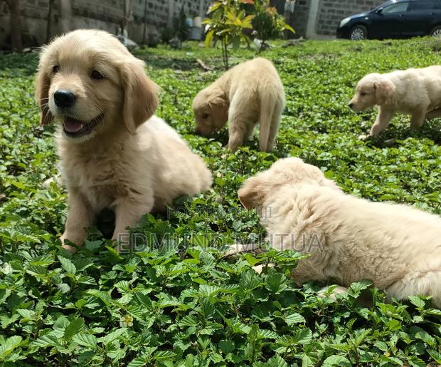 1-3 months Female Purebred Golden Retriever