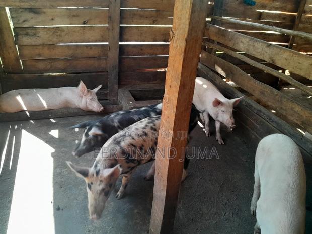 Pig Farming - main view