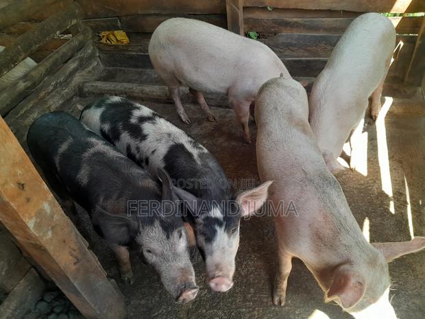 Pig Farming - thumbnail 2
