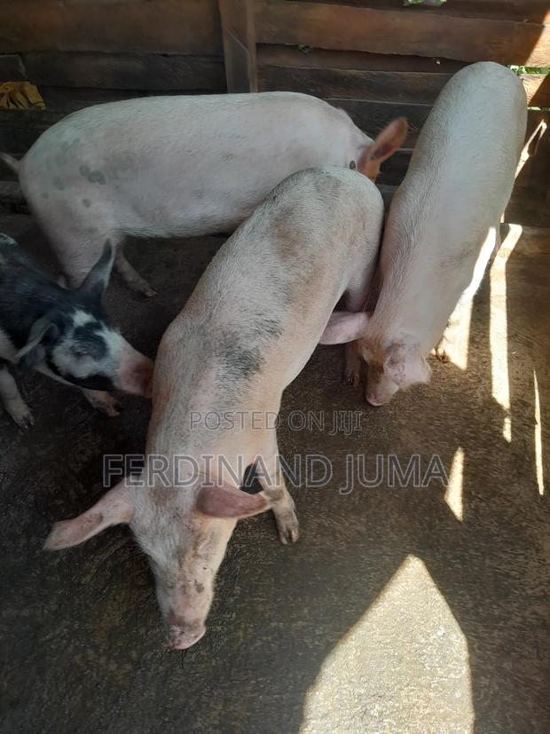 Pig Farming - thumbnail 3
