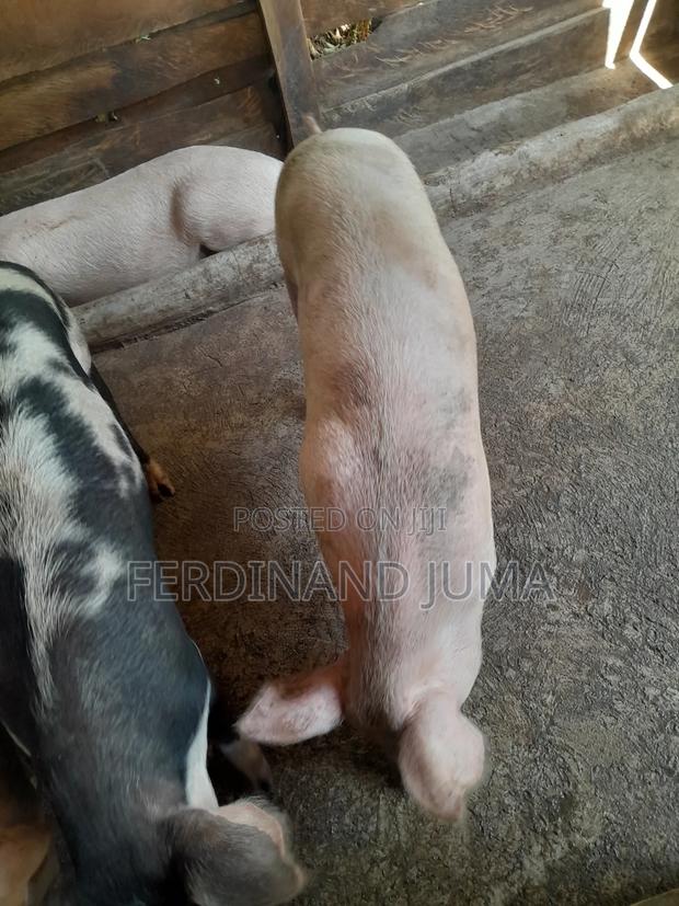 Pig Farming - thumbnail 4