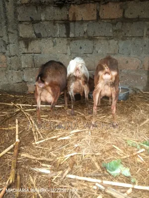 Dairy Goats On Sell