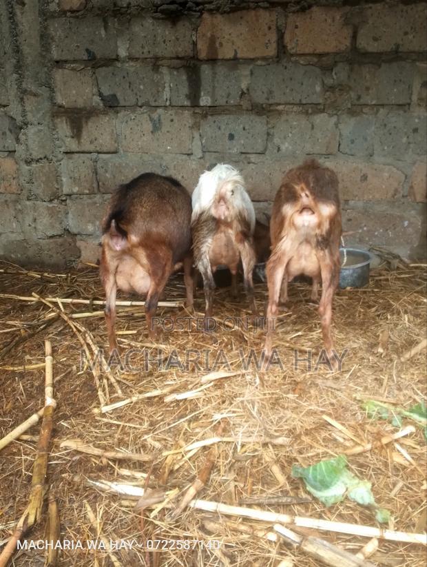 Dairy Goats On Sell